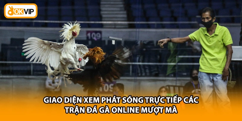 Giao diện xem phát sóng trực tiếp các trận đá gà online mượt mà 